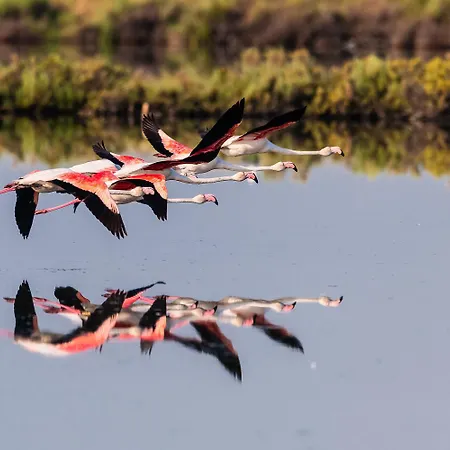 Isola Di Albarella Golf Szálloda Albarella Island