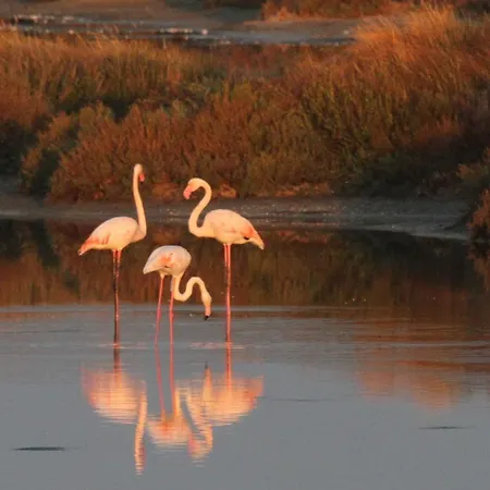 Isola Di Albarella Golf Szálloda
