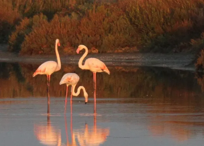 Isola Di Albarella Golf Hotel